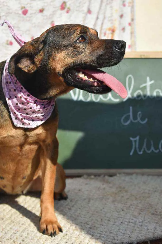 Cachorro ra a SRD idade 3 anos nome Panetone