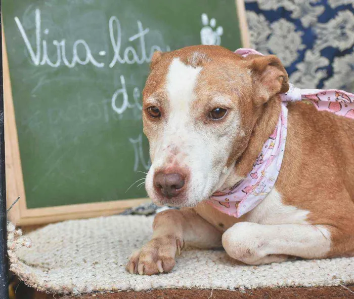 Cachorro ra a Pitbull  idade 6 ou mais anos nome Dakota