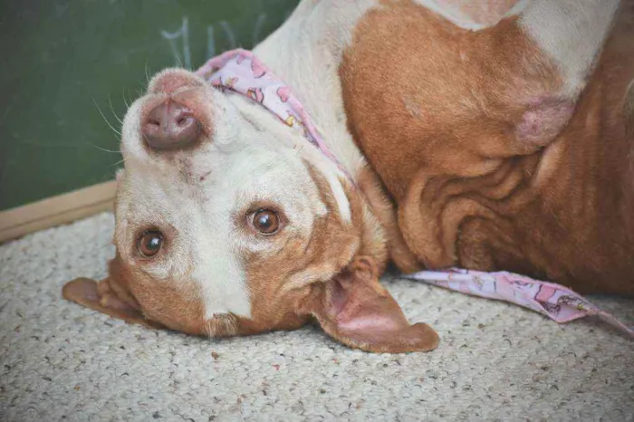 Cachorro ra a Pitbull  idade 6 ou mais anos nome Dakota
