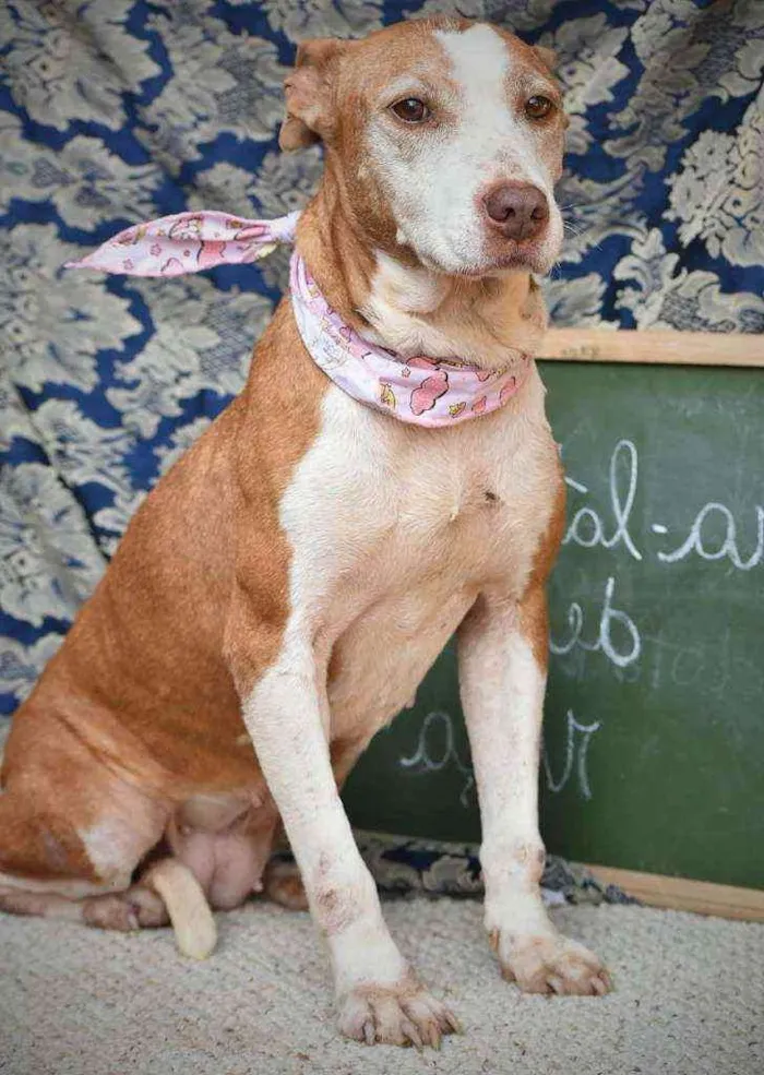 Cachorro ra a Pitbull  idade 6 ou mais anos nome Dakota