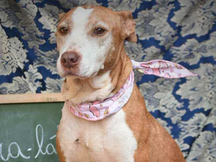 Cachorro ra a Pitbull  idade 6 ou mais anos nome Dakota