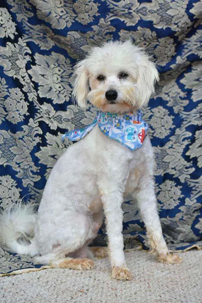 Cachorro ra a SRD idade 2 anos nome Donato 