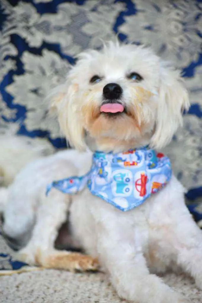 Cachorro ra a SRD idade 2 anos nome Donato 