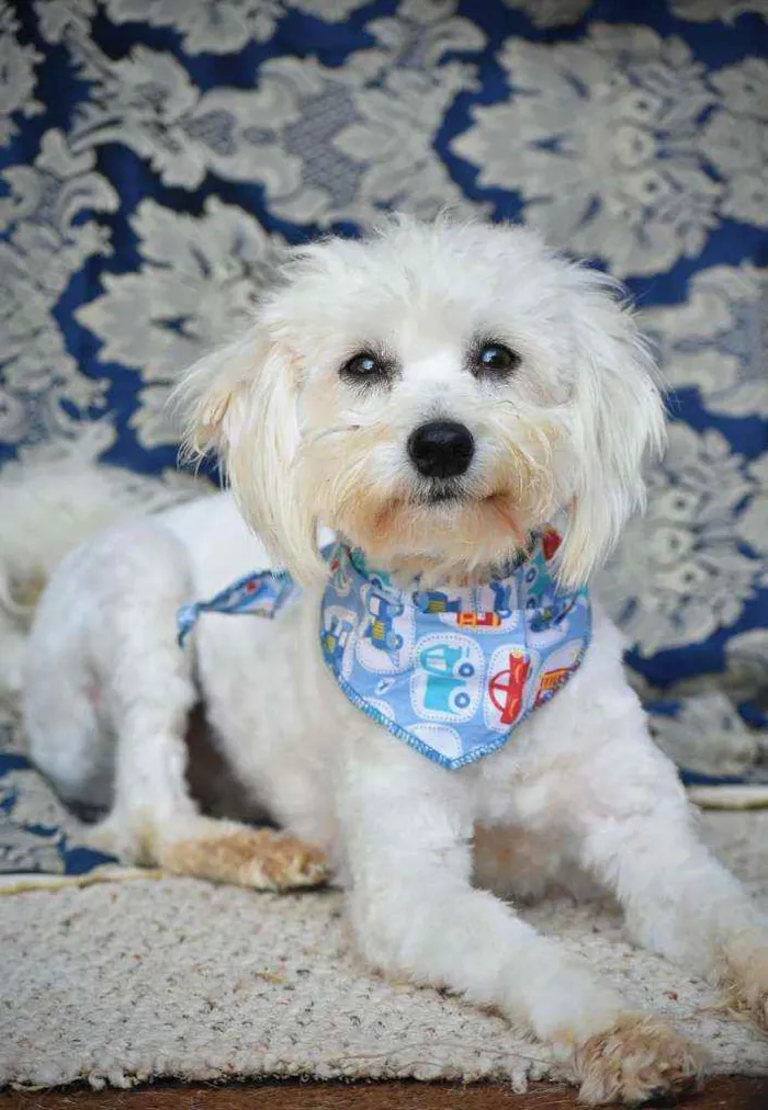Cachorro ra a SRD idade 2 anos nome Donato 