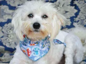 Cachorro raça SRD idade 2 anos nome Donato 