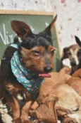 Elvis