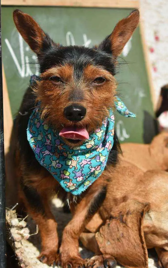 Cachorro ra a SRD idade 2 anos nome Elvis