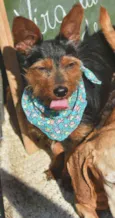 Elvis