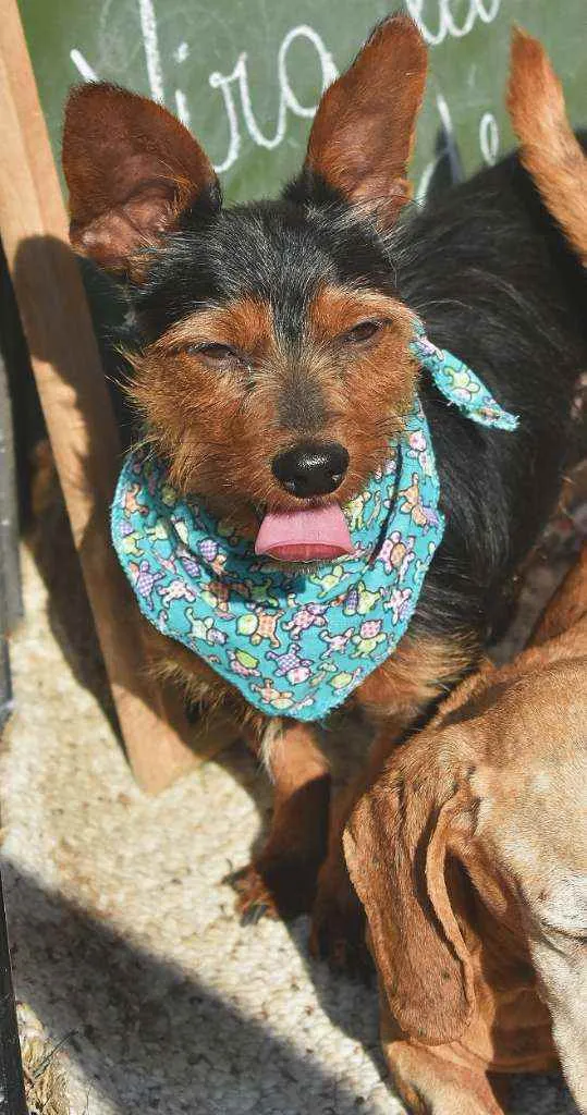 Cachorro ra a SRD idade 2 anos nome Elvis