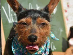 Cachorro raça SRD idade 2 anos nome Elvis