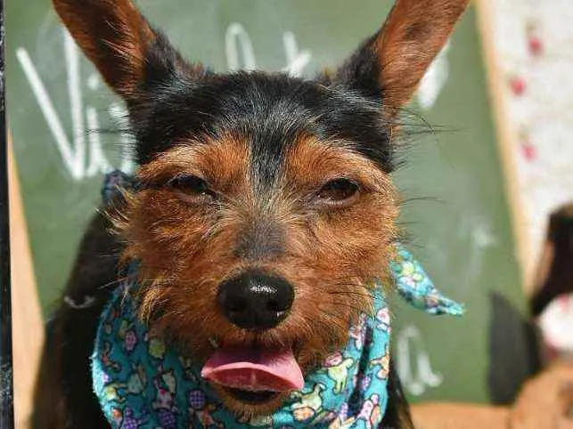 Cachorro ra a SRD idade 2 anos nome Elvis