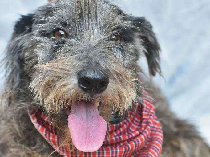 Cachorro ra a SRD idade 4 anos nome Roy