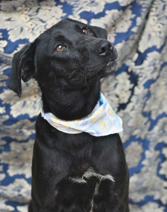 Cachorro ra a SRD idade 1 ano nome Luis Afonso