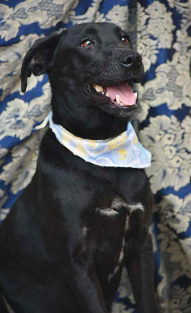Cachorro ra a SRD idade 1 ano nome Luis Afonso