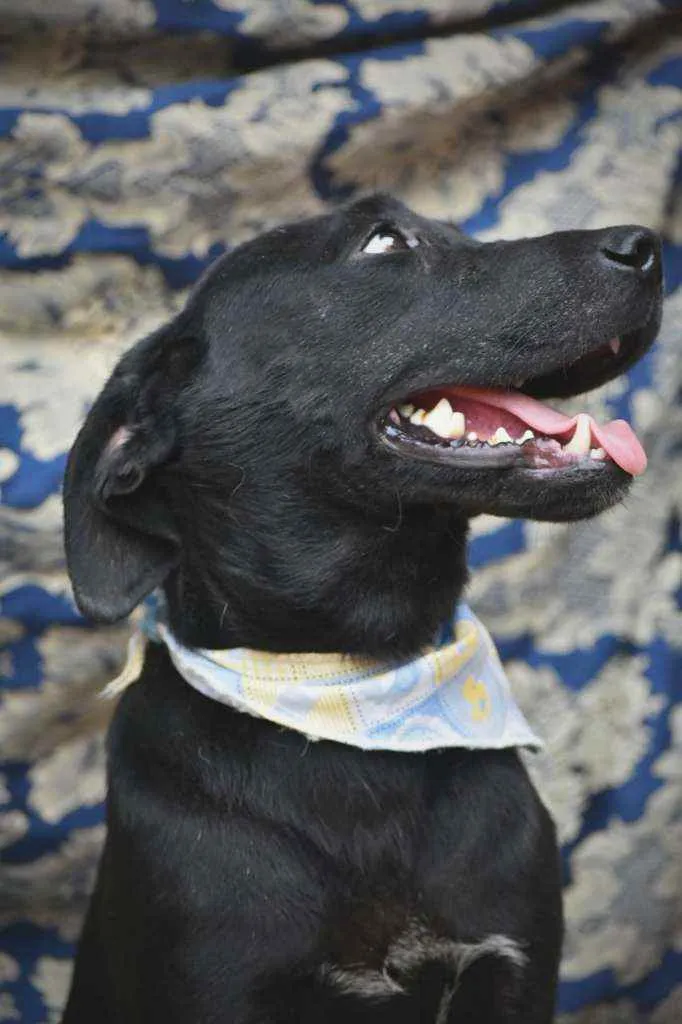 Cachorro ra a SRD idade 1 ano nome Luis Afonso