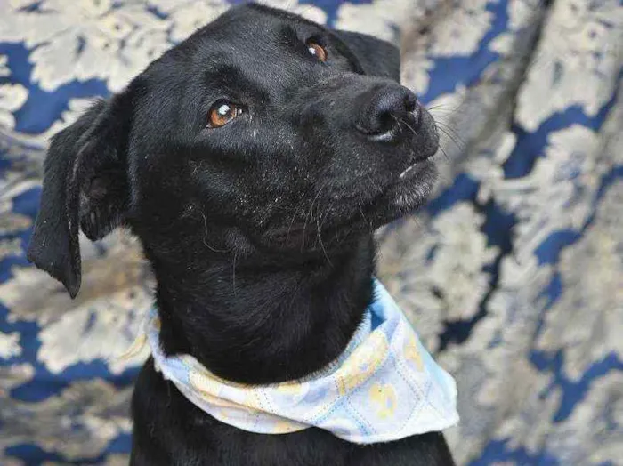 Cachorro ra a SRD idade 1 ano nome Luis Afonso