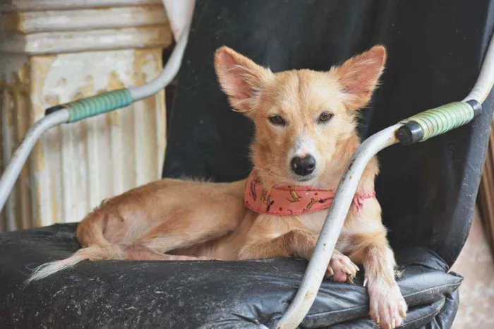 Cachorro ra a SRD idade 1 ano nome Kali