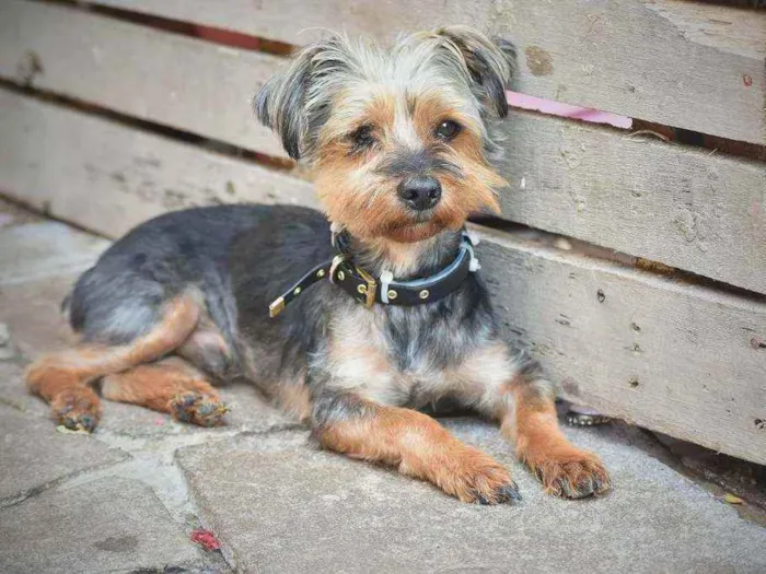 Cachorro ra a Yorkshire idade 3 anos nome Peludo 