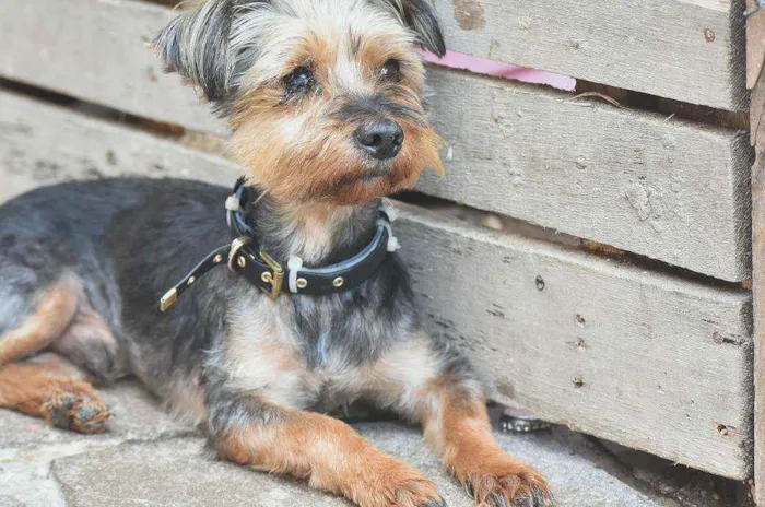 Cachorro ra a Yorkshire idade 3 anos nome Peludo 
