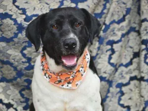Cachorro raça SRD idade 2 anos nome Cidão