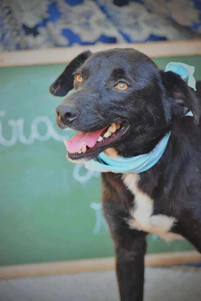 Cachorro ra a SRD idade 3 anos nome Billy