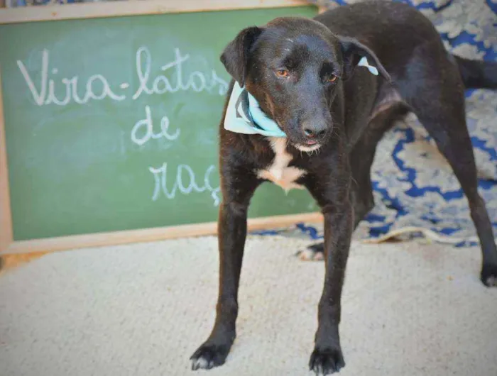 Cachorro ra a SRD idade 3 anos nome Billy