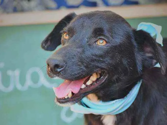Cachorro ra a SRD idade 3 anos nome Billy