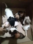 Os miudinhos