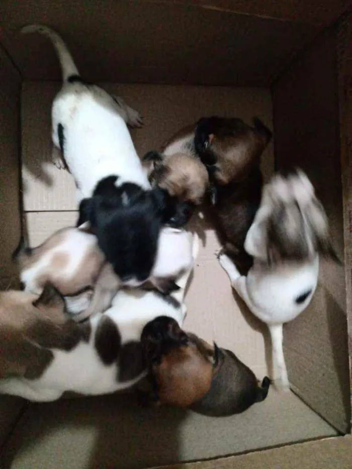 Cachorro ra a Canino idade Abaixo de 2 meses nome Os miudinhos