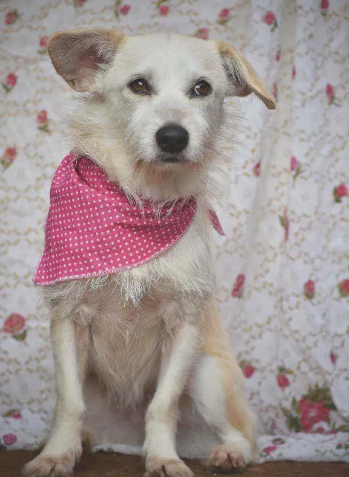Cachorro ra a SRD idade 2 anos nome Theodora 