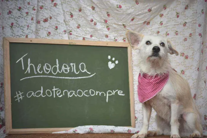 Cachorro ra a SRD idade 2 anos nome Theodora 