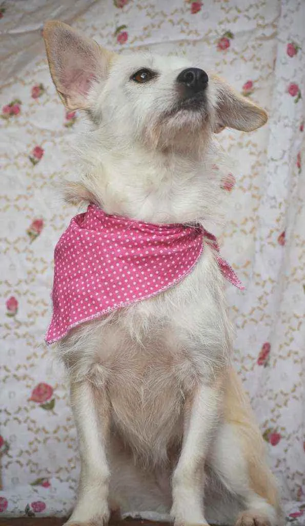 Cachorro ra a SRD idade 2 anos nome Theodora 