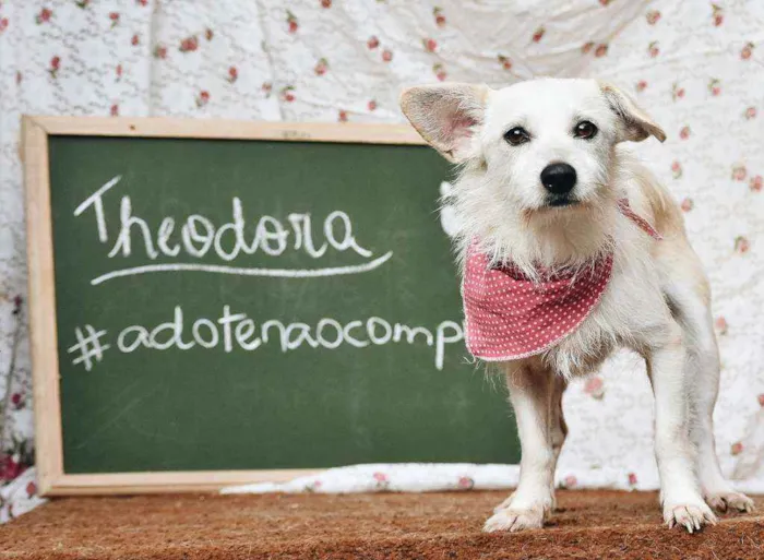 Cachorro ra a SRD idade 2 anos nome Theodora 