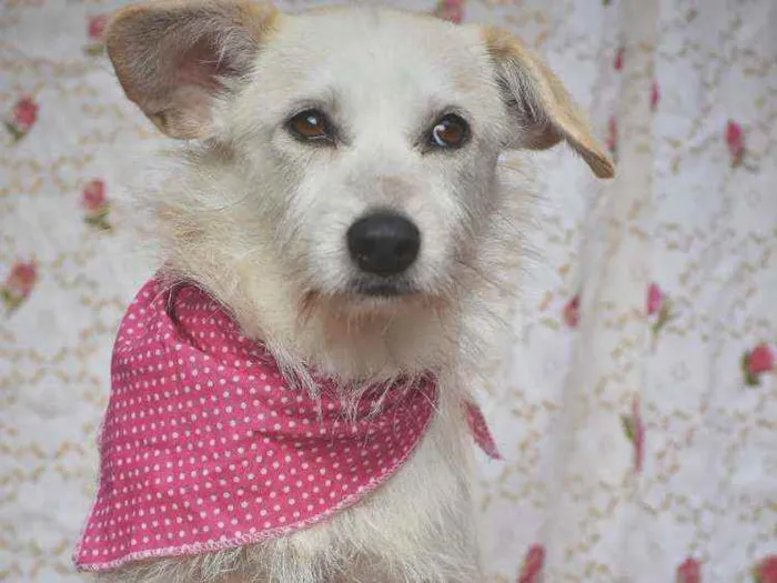 Cachorro ra a SRD idade 2 anos nome Theodora 