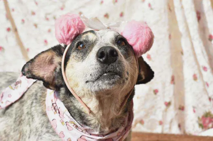 Cachorro ra a SRD idade 4 anos nome Azulzinha