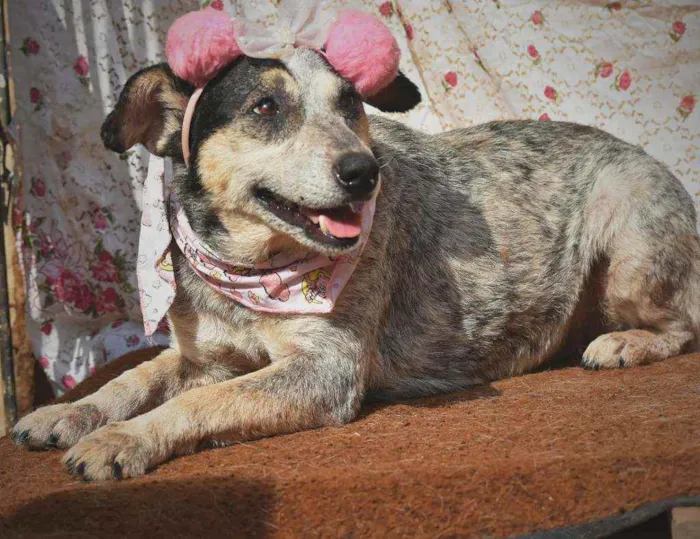 Cachorro ra a SRD idade 4 anos nome Azulzinha