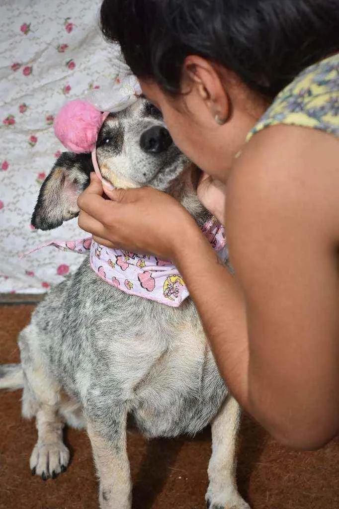 Cachorro ra a SRD idade 4 anos nome Azulzinha