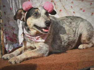Cachorro raça SRD idade 4 anos nome Azulzinha