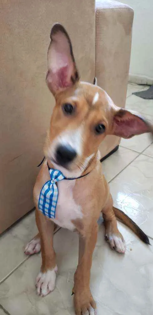 Cachorro raça SRD idade 2 a 6 meses nome Paçoca