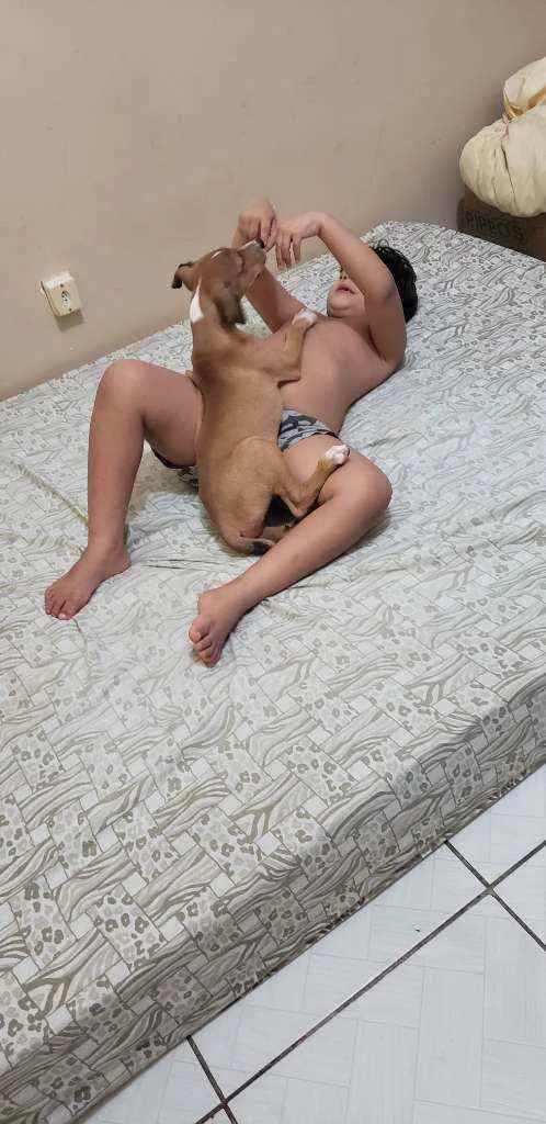 Cachorro raça SRD idade 2 a 6 meses nome Paçoca