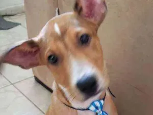 Cachorro raça SRD idade 2 a 6 meses nome Paçoca