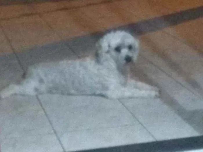 Cachorro ra a Poodle idade 5 anos nome Meg