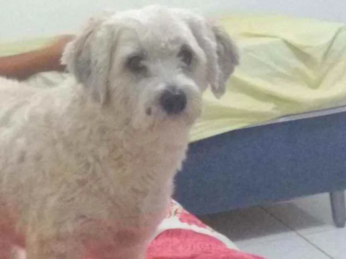 Cachorro ra a Poodle idade 5 anos nome Meg