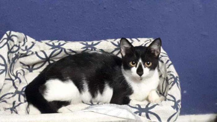 Gato raça Sem raça definida  idade 2 a 6 meses nome Vitório 