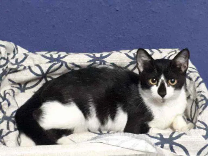 Gato raça Sem raça definida  idade 2 a 6 meses nome Vitório 