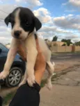 Rakito