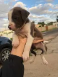 Budy