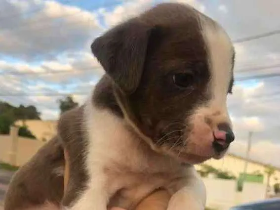 Cachorro ra a viralatinha idade Abaixo de 2 meses nome Budy