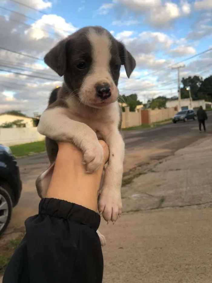 Cachorro ra a viralatinha idade Abaixo de 2 meses nome Budy2