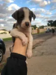 Budy2